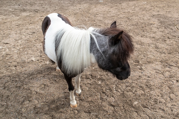 Pony marrón y blanco desde arriba