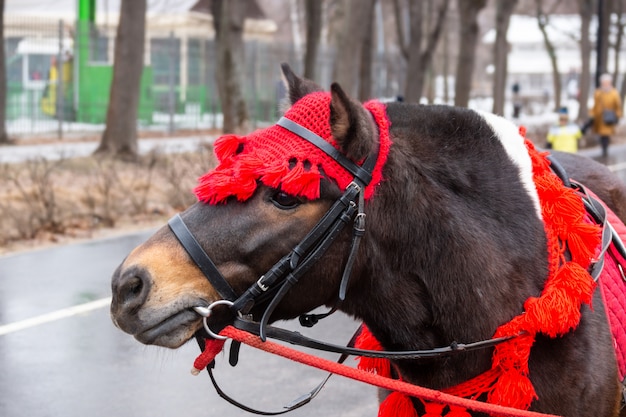 Pony en el parque de invierno