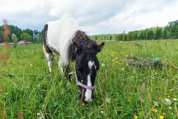 Pony pastando en el campo un día claro