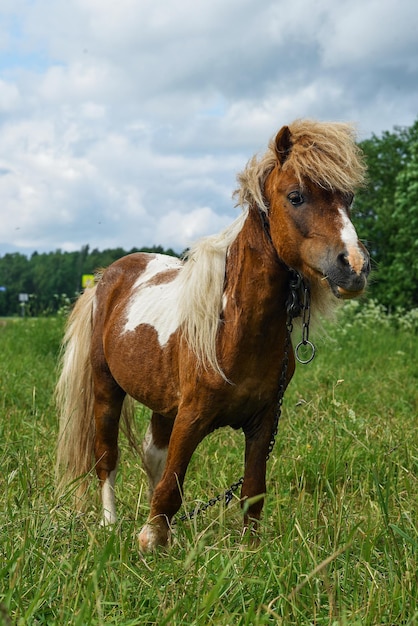 Pony pastando en el campo un día claro