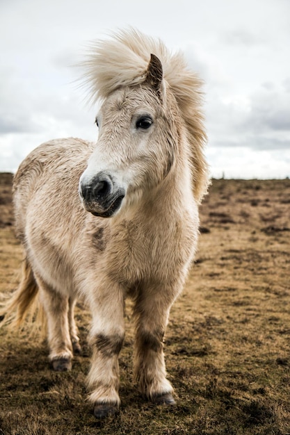 Pony steht auf dem Feld gegen den Himmel