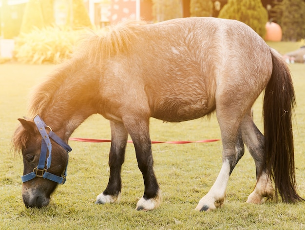 Ponypferd. kleines Pferd auf dem Bauernhof.