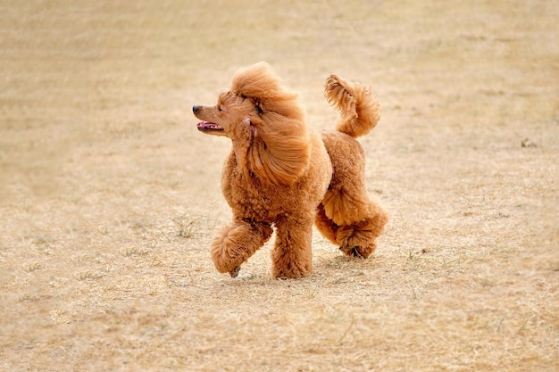 Poodle anão pêssego corre para uma caminhada