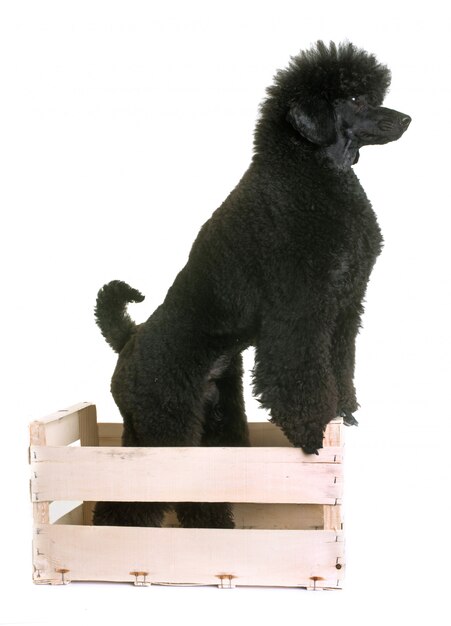 poodle anão preto