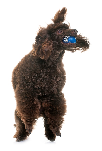 poodle brincando com uma bola