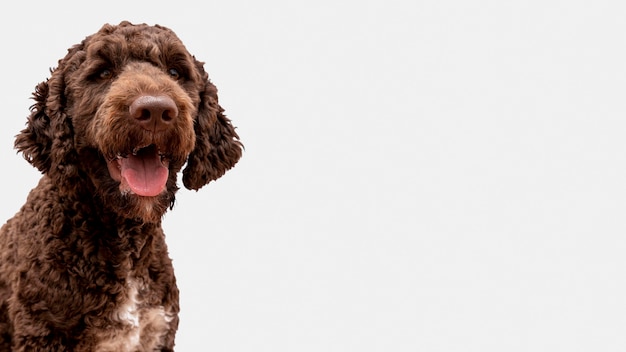 Poodle com língua de fora com cópia-espaço