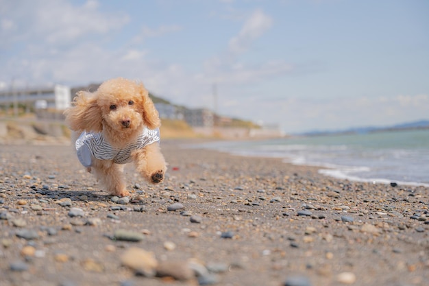 poodle do mar e do brinquedo