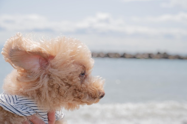 poodle do mar e do brinquedo