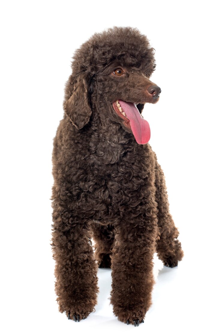 Foto poodle marrom feminino