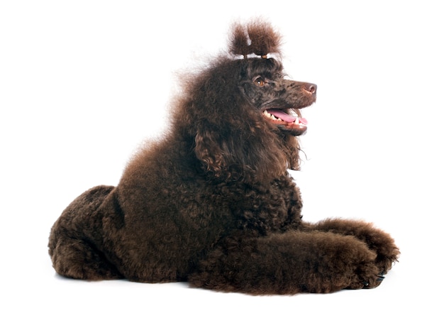 poodle marrom