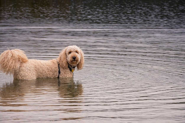 Poodle marrón en el agua Foto