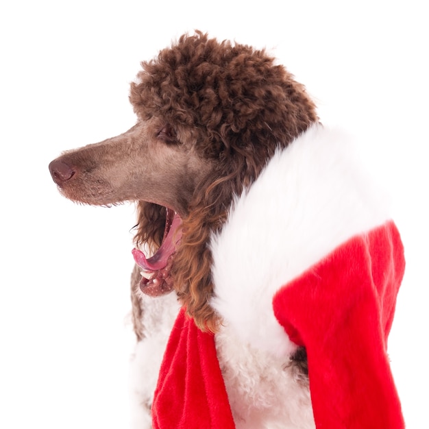 Poodle padrão com boca aberta e língua enrolada em traje de papai noel, isolado