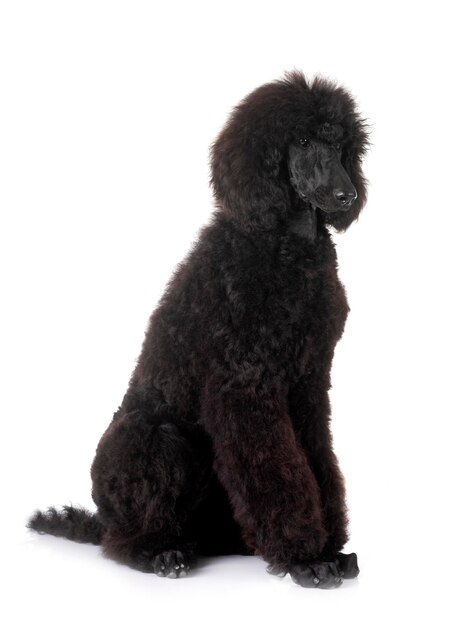 poodle padrão preto na frente do fundo branco