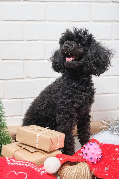 Poodle pequeno preto e presentes de natal fundo de parede de tijolo branco