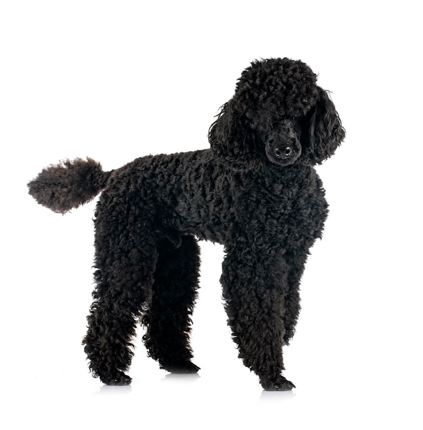 Poodle preto na frente do fundo branco