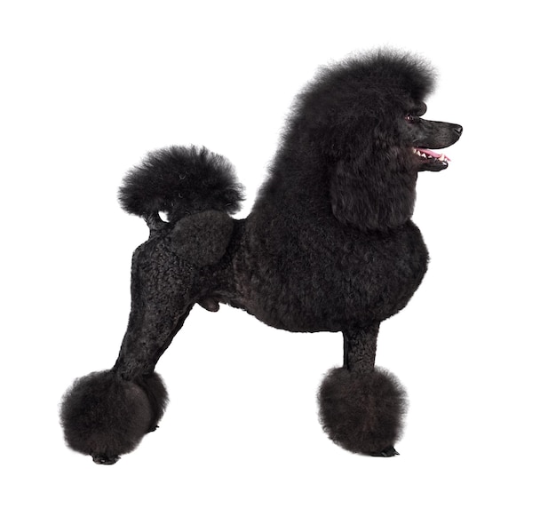 Foto poodle preto padrão