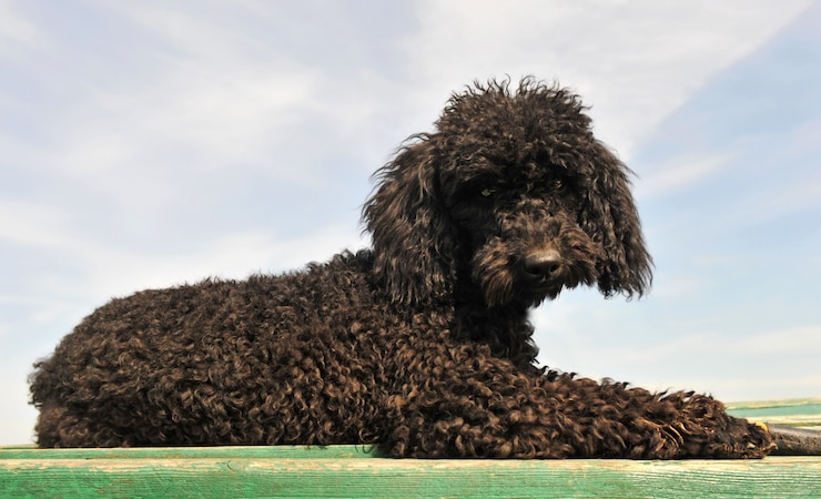Foto poodle preto