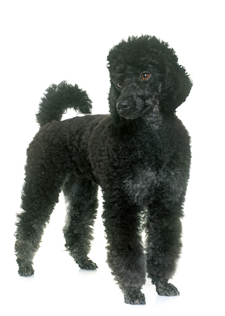 Foto poodle preto