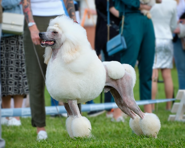 Poodle real branco aparado ao estilo de um leão escandinavo fechado no rack