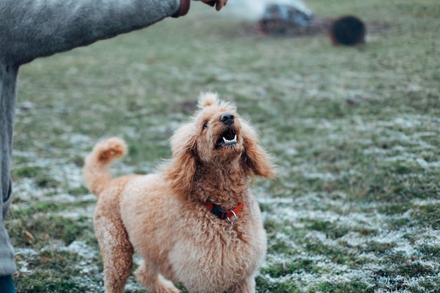 Poodle real damasco em um passeio na natureza