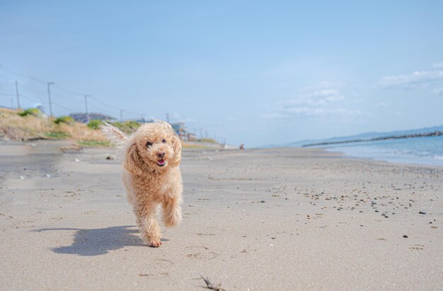 Poodle toy correndo alegremente na praia