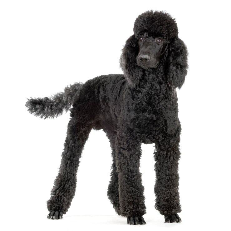 Foto poodle