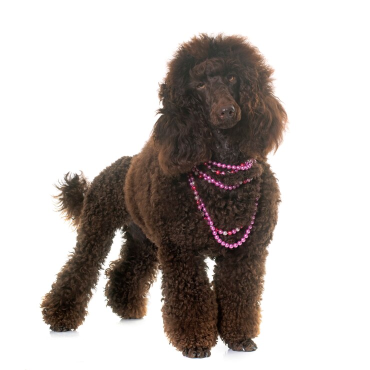 Foto poodle