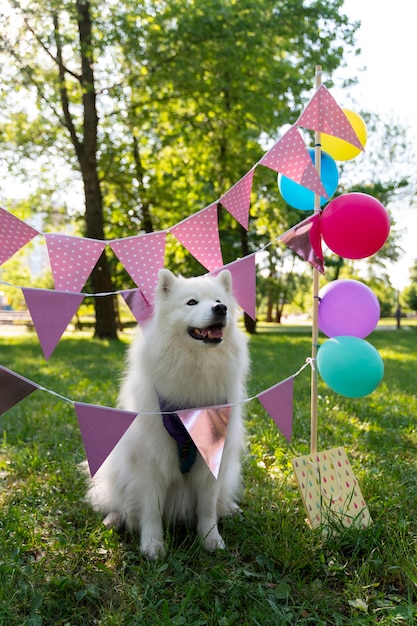 Foto pool-geburtstagsparty für hunde