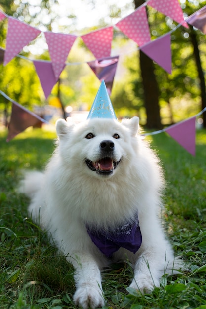 Pool-Geburtstagsparty für Hunde