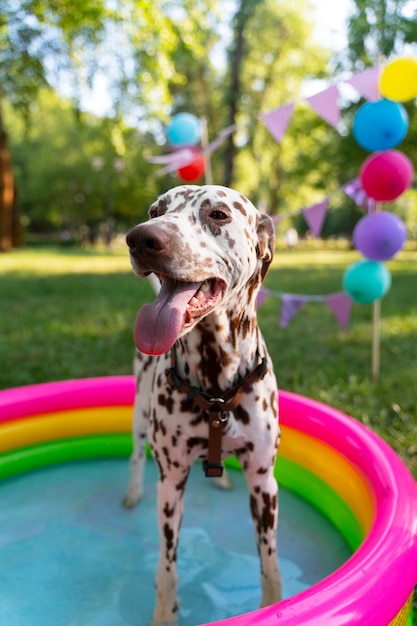 Pool-Geburtstagsparty für Hunde