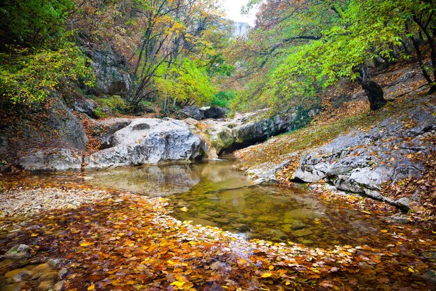 Pools mit Wasser auf dem Boden umgeben von grüner wilder Natur und Wald am Sommertag