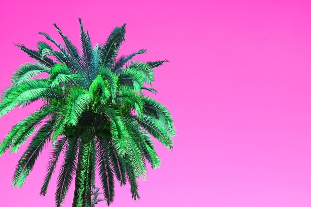 Pop-Art-Stil lebendige grüne Palme auf lebendigem rosa Hintergrund mit Kopierraum