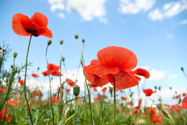 Poppy contra o céu azul