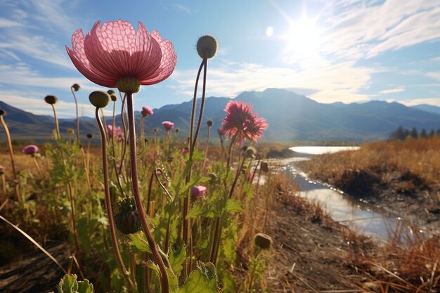 Poppys Adiós La última flor del otoño