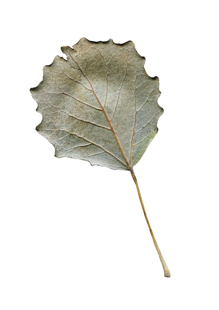 Populus tremula aspen hoja de otoño aislada en blanco