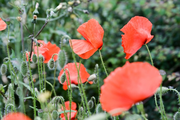 Popy Sommerblumen auf Wiese im Gras