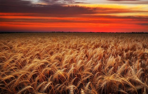 Pôr do sol ardente sobre uma colheita de trigo em maturação. Paisagem linda de verão com céu ao nascer do sol.