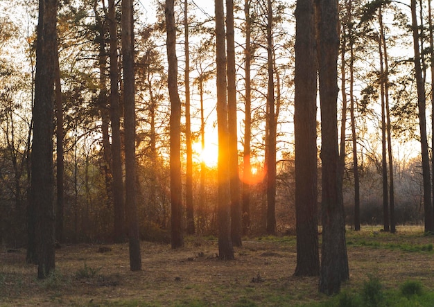 pôr do sol atrás de árvores coníferas no parque