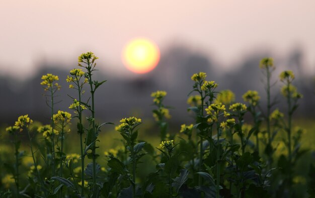 Pôr do sol atrás de um campo de mostarda em bangladesh