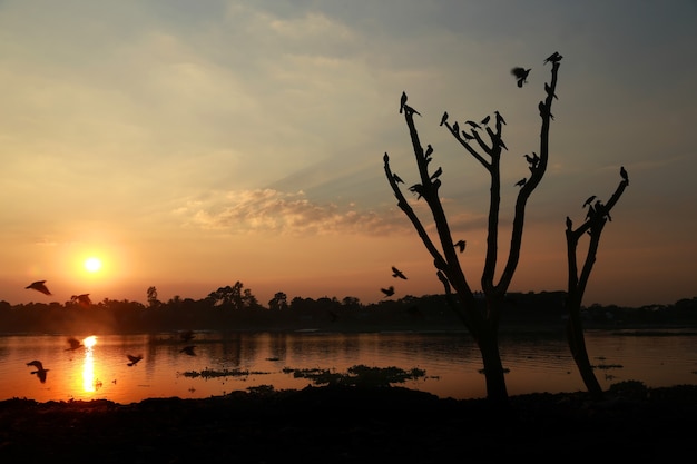 Pôr do sol atrás de um rio com planta seca e corvo