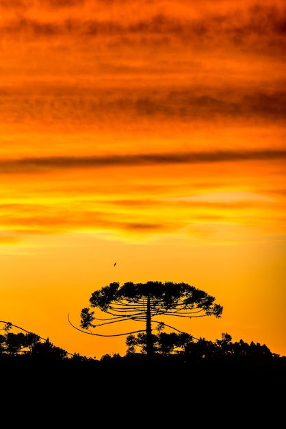 Pôr do sol avermelhado com silhueta de araucária