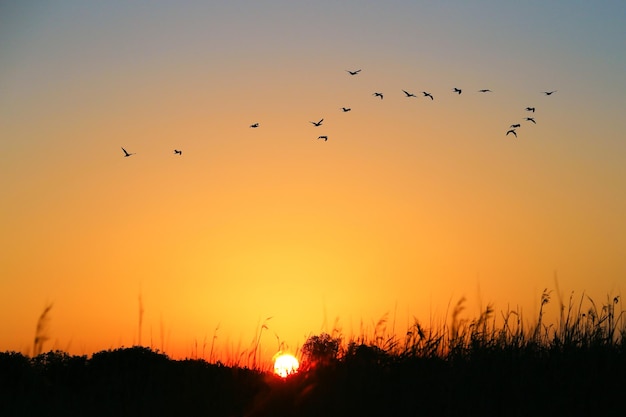 Pôr do sol, bando voador, fundo, pôr do sol, céu, arbustos, silhueta