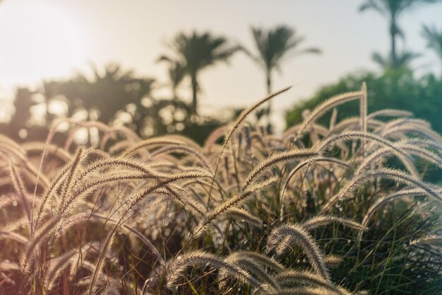 Pôr do sol brilhante contra plantas macias com caules e palmeiras tropicais ao fundo