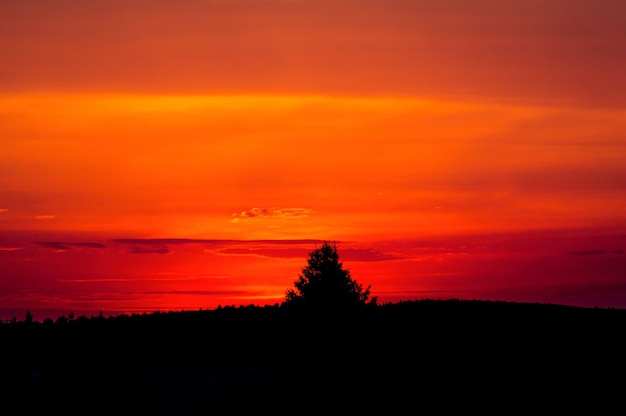 Pôr do sol colorido com a silhueta da árvore