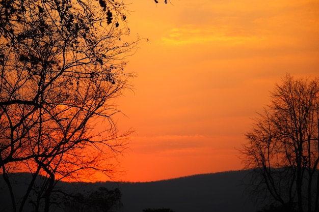 Pôr do sol com a silhueta das árvores