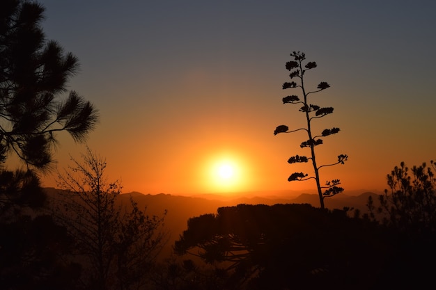 Pôr do sol com silhueta de árvores