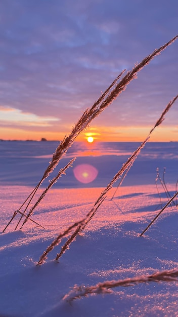 pôr-do-sol de inverno em um campo contra o fundo de trigo congelado