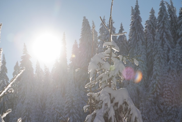 pôr do sol de inverno, fundo de floresta de pinheiros coberto de neve fresca