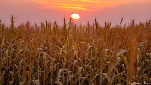 Foto pôr-do-sol de sorgo