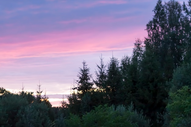 Pôr do sol de verão na zona rural. árvores spruce no fundo do céu.